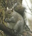 gray-squirrel.jpg